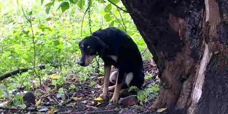 Pies porzucony nad Wisłą i przyczepiony łańcuchem do drzewa