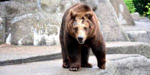 Misia Sabina z warszawskiego ZOO