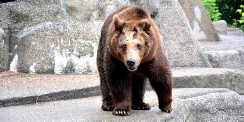Misia Sabina z warszawskiego ZOO