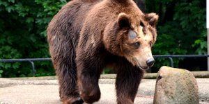 Misia Sabina z warszawskiego ZOO