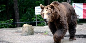 Misia Sabina z warszawskiego ZOO