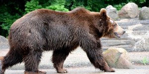 Misia Sabina z warszawskiego ZOO