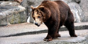 Misia Sabina z warszawskiego ZOO