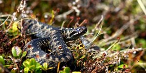 Żmija zygzakowata (Vipera berus)