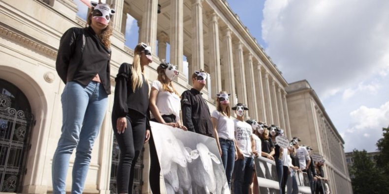 Protest pod Ministerstwem Rolnictwa przeciwko długodystansowym transportom żywych zwierząt