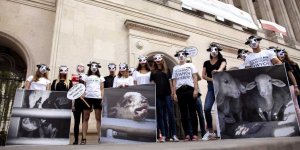 Protest pod Ministerstwem Rolnictwa przeciwko długodystansowym transportom żywych zwierząt