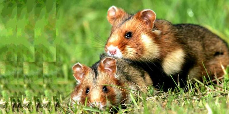 Chomiki europejskie - gody