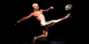 Body Worlds - eksponat z piłką