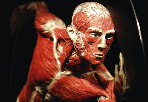 Body Worlds - sportowiec