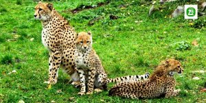 Gepardzica Wilma i jej dzieci: Jasmina i Jafar, które przyszły na świat w Warszawskim ZOO 13 kwietnia 2018 - Rodzinę w komplecie można podziwiać na wybiegu przy Alei Głównej w Warszawskim ZOO.