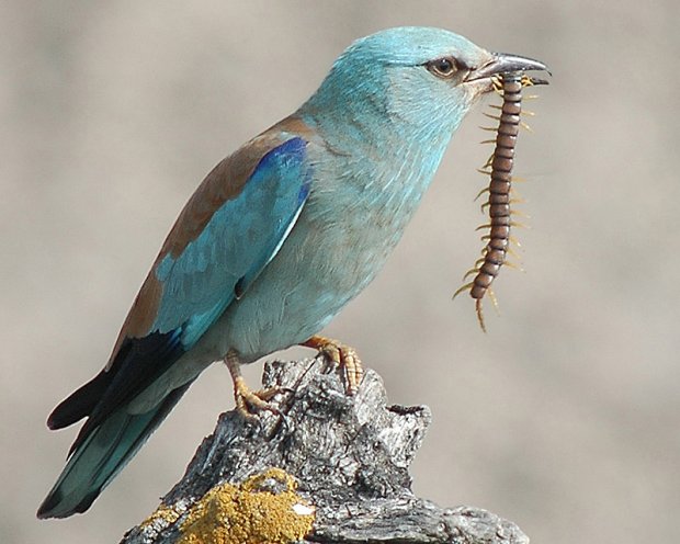 Coracias garrulus - kraska zwyczajna