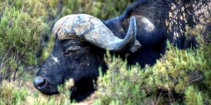 Bawół - z podróży Jacka Boneckiego