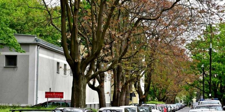 Aleja bożodrzewów gruczołkowatych (Ailanthus altissima) - pomnik przyrody przy ul. Pawiej w Warszawie