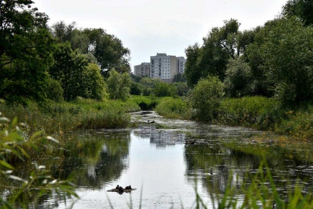 Staw w Dolince Służewskiej