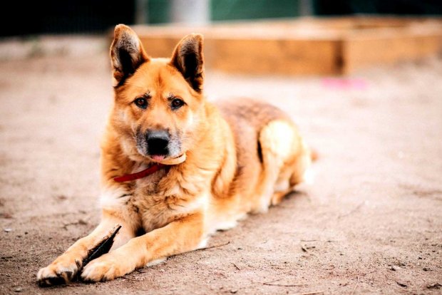 Witalis, pies do adopcji ze Schroniska Na Paluchu