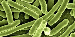 Bakterie - Escherichia coli widziana w mikroskopie elektronowym