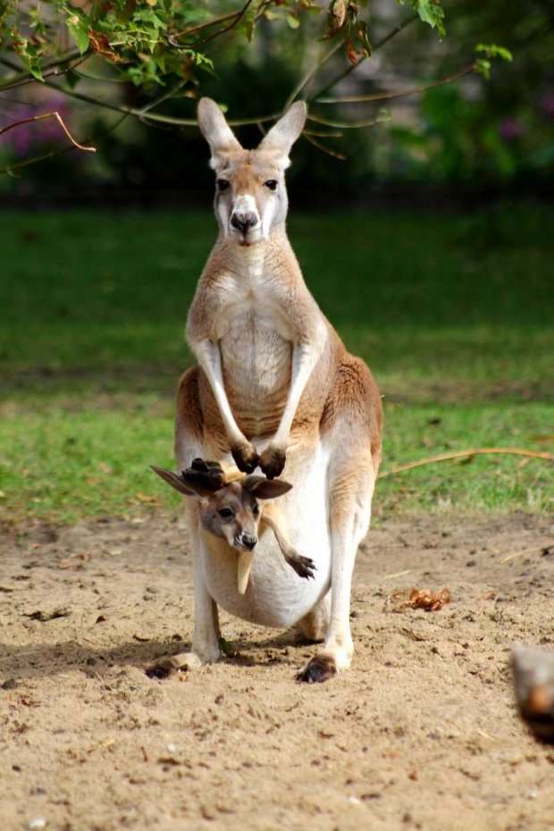 Kangur rudy - Macropus rufus, torbacz z rodziny kangurowatych. Duży ssak roślinożerny, największy z torbaczy. Występuje pospolicie w całej Australii z wyjątkiem części południowego i wschodniego wybrzeża oraz północnych lasów równikowych.