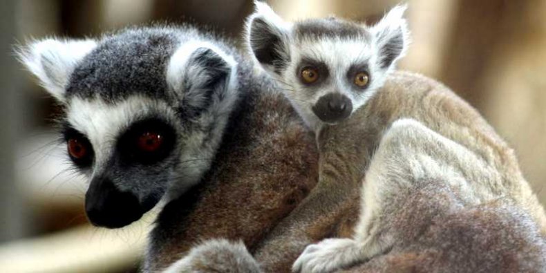 Lemur katta - gatunek ssaka z rodziny lemurowatych (Lemuridae), jedyny przedstawiciel rodzaju Lemur.