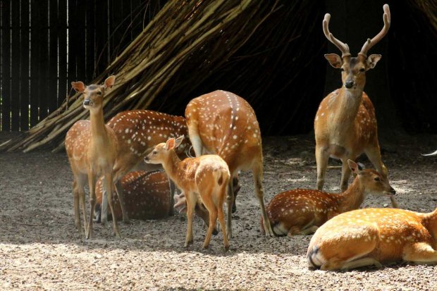 Sika wietnamska - Cervus nippon, to przedstawiciel ssaków parzystokopytnych z rodziny jeleniowatych