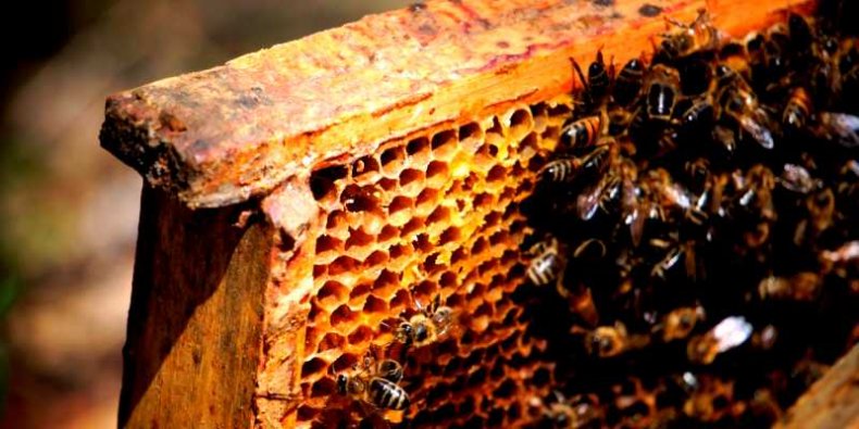 Pszczoły z pasieki Amest w Otwocku