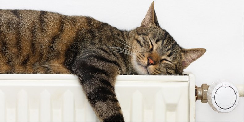 Mazowiecki kot na mazowieckim grzejniku absorbuje mazowieckie ciepło.