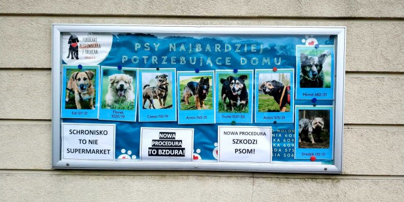 Strajk na Paluchu - oklejona tablica ogłoszeń adopcyjnych w schronisku na Paluchu