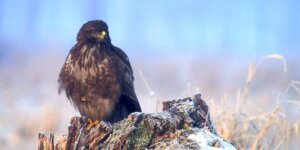 Myszołów zwyczajny (Buteo buteo) foto Łukasz Łukasik, Wikimedia