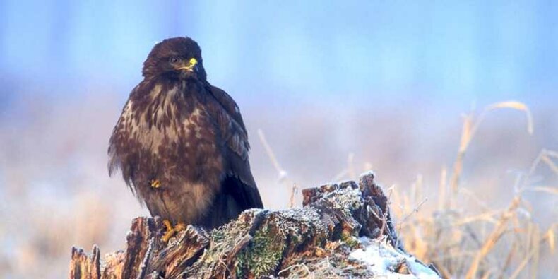 Myszołów zwyczajny (Buteo buteo) foto Łukasz Łukasik, Wikimedia