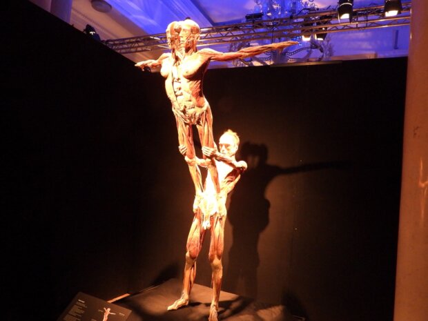 BODY WORLDS gimnastycy