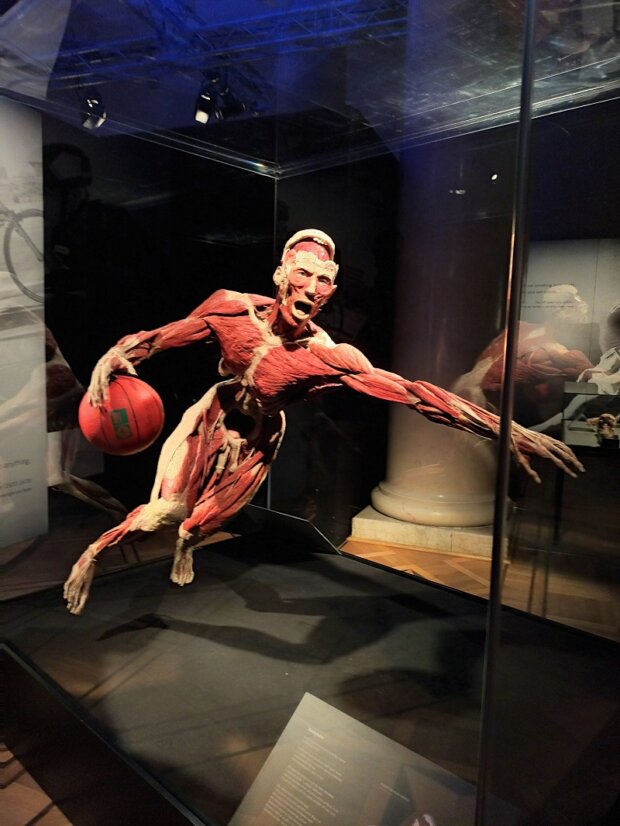 BODY WORLDS koszykarz