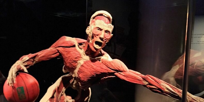 BODY WORLDS jedna z postaci