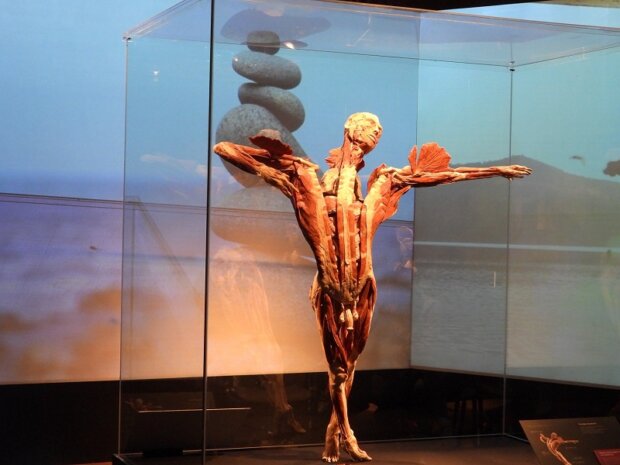 BODY WORLDS mężczyzna