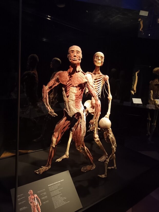 BODY WORLDS rodzina na spacerze