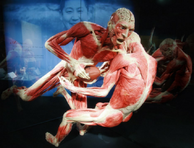 BODY WORLDS walka rugbistów