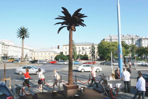 Dwie palmy w Warszawie na Rondzie Charles’a de Gaulle’a