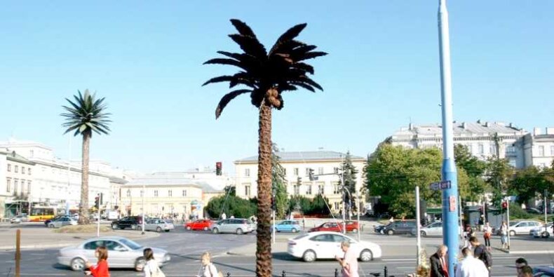 Dwie palmy w Warszawie na Rondzie Charles’a de Gaulle’a. Fot Michał Gmitruk