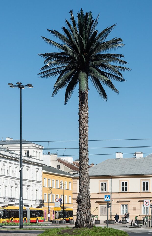 Sztuczna palma w Warszawie 2021 Fot. Adrian Grycuk