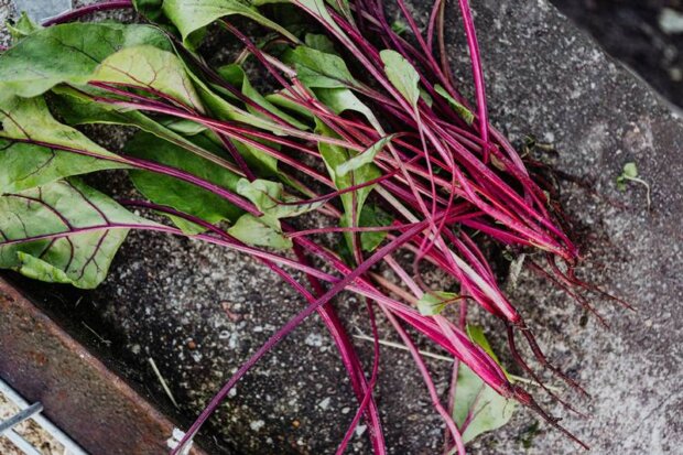 Buraki (Beta vulgaris L.). Fot. Karolina Grabowska źr. pexels