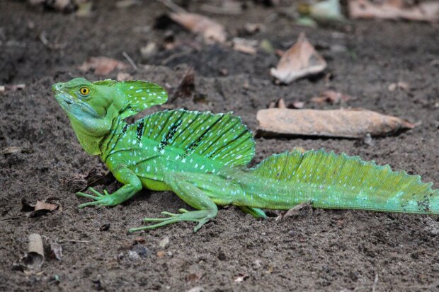 Bazyliszek płatkogłowy (Basiliscus plumifrons) – gatunek jaszczurki z rodziny hełmogwanowatych (Corytophanidae), który występuje w Ameryce Centralnej od wschodniego Hondurasu po zachodnią Panamę. Napotkany w Prowincji Alajuela w Kostaryce w 2015 r. Fot. Connor Long, źr. Wikimedia