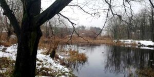 Wenecja dziś - stary dąb rosnący nad wodami jeziorka. Fot. arch. autora