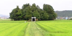 Mikrolas Miyawaki - drzewa wokół świątyni shintoistycznej w Sasayama, Hyogo Fot. おぉたむすねィく探検隊 - Wikimedia
