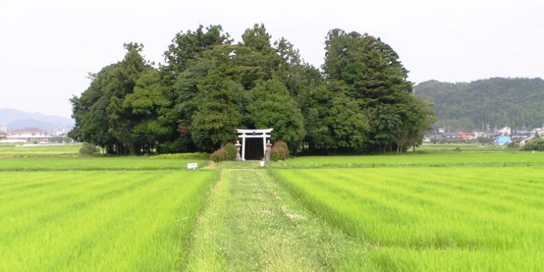 Mikrolas Miyawaki - drzewa wokół świątyni shintoistycznej w Sasayama, Hyogo Fot. おぉたむすねィく探検隊 - Wikimedia