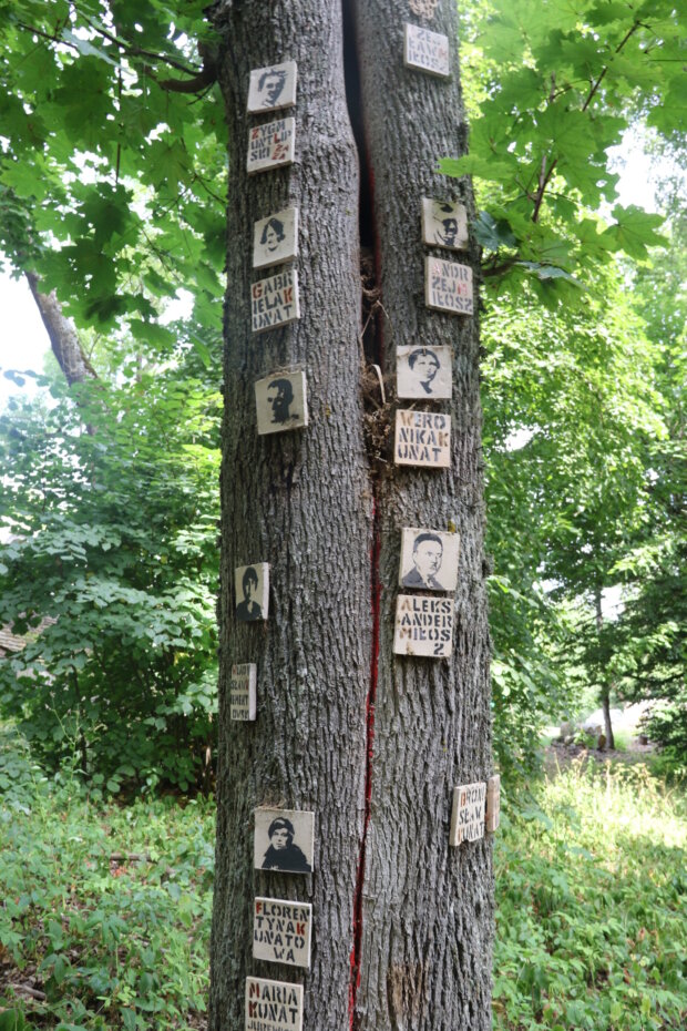 Drzewo genealogiczne rodziny Czesława Miłosza – w parku dworskim w Krasnogrudzie. Fot. Anna Banasiak