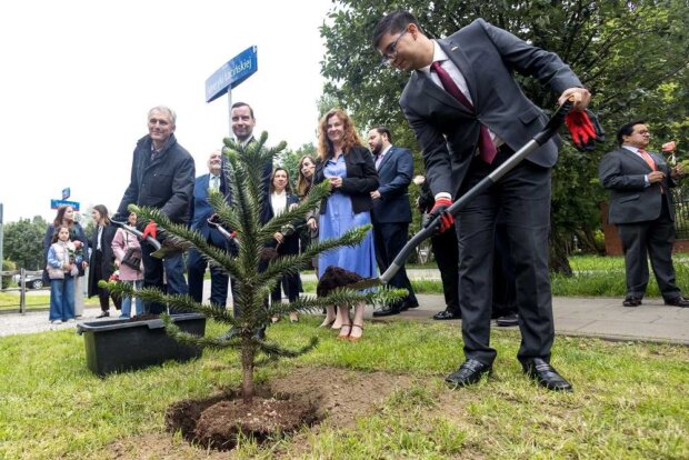 Zasadzenie araukarii - drzewka pochodzącego z Argentyny i Chile. Fot. UM Warszawy