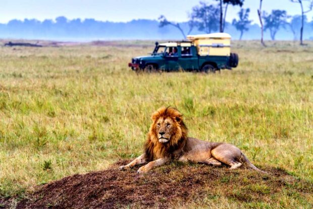 Kenia - spotkanie z lwem. Fot. mat. prasowy