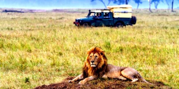 Kenia - spotkanie z lwem. Fot. mat. prasowy