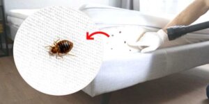 Wymrażanie i usuwanie pluskiew