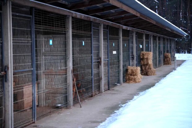 Boksy dla psów - na Paluchu w Warszawie. Fot. Urząd Wojewódzki