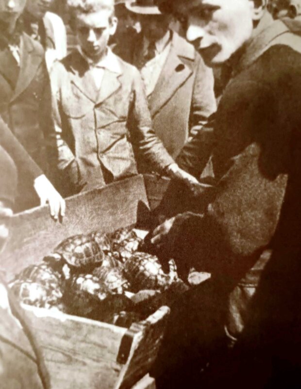 Handel żółwiami w czasie okupacji - być może na Kercelaku. Fot. Arch autora