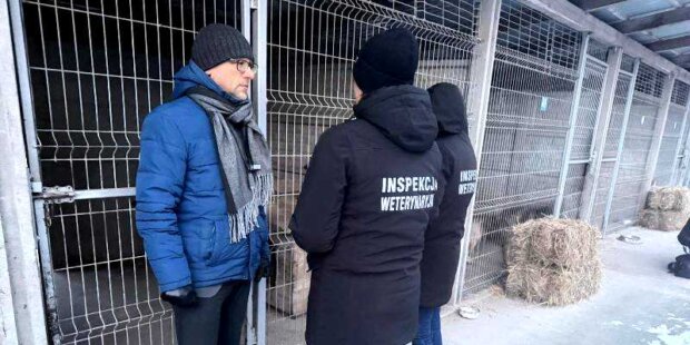 Inspekcja weterynaryjna na Mazowszu